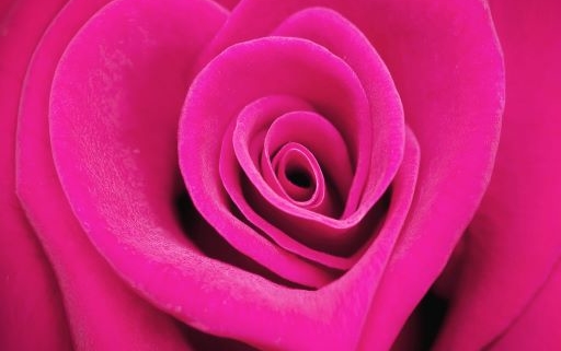 Rose en forme de coeur von Delphotostock,