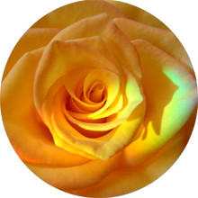 Bild "Regenbogenrose, rund" von Shantidevi